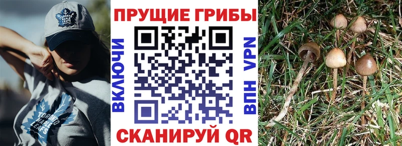 хочу наркоту  OMG ONION  Галлюциногенные грибы прущие грибы  Полярные Зори 